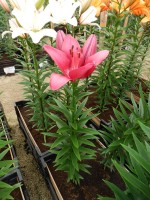 [4092 Cecina DJ No101.JPG]